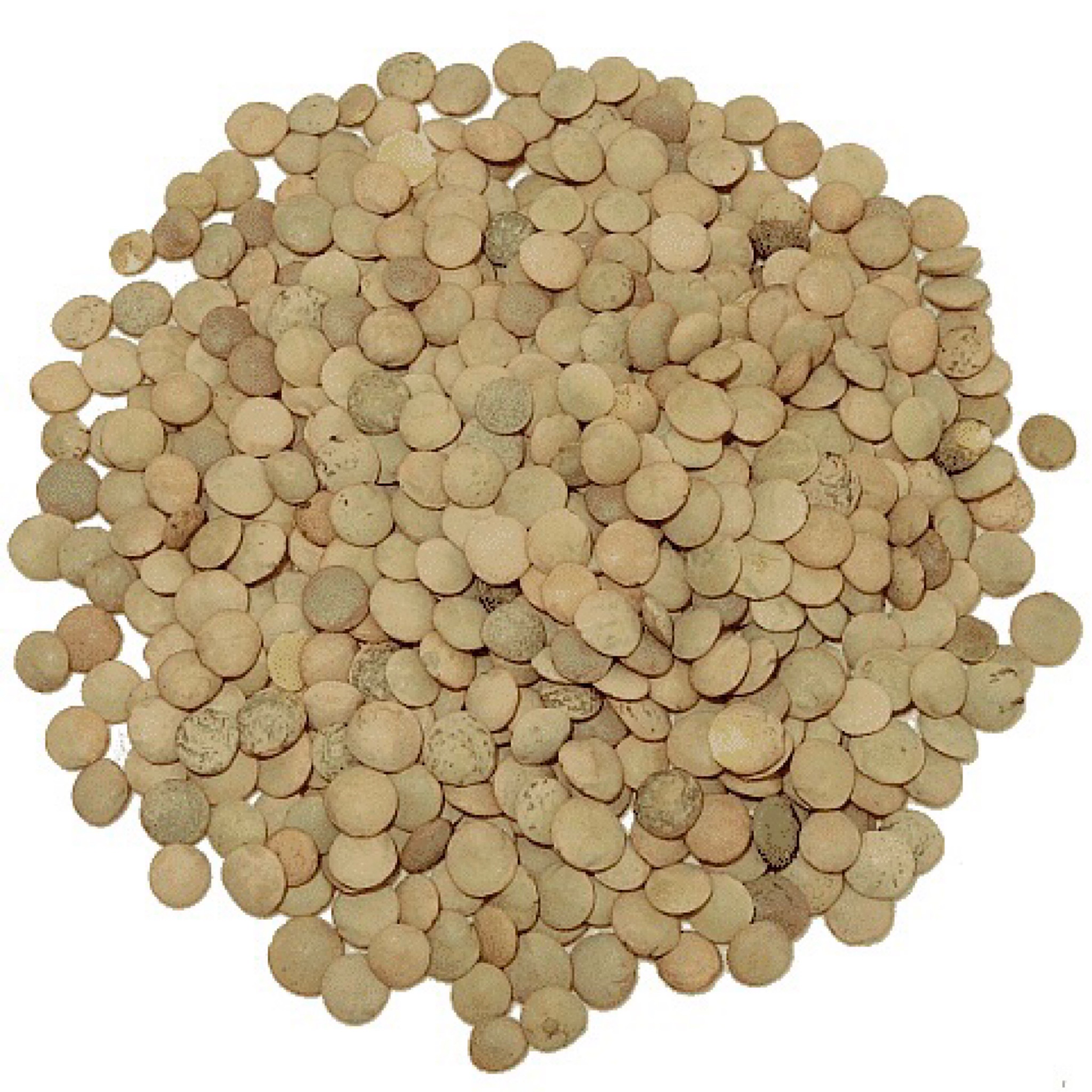 Lenteja Castellana LA FLOR PARAMESA 500g - Imagen 2